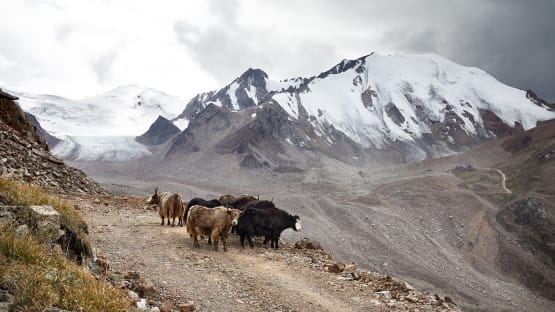 Central Asia Leads Glacier Preservation Efforts