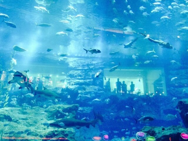 A Day in Dubai: Exploring the Aquarium & Underwater Zoo