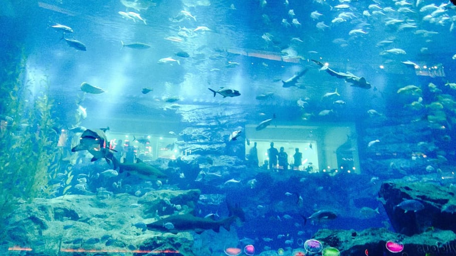 A Day in Dubai: Exploring the Aquarium & Underwater Zoo